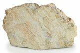 Fossil Sauropod Limb Bone Section w/ Metal Stand - Colorado #294916-1